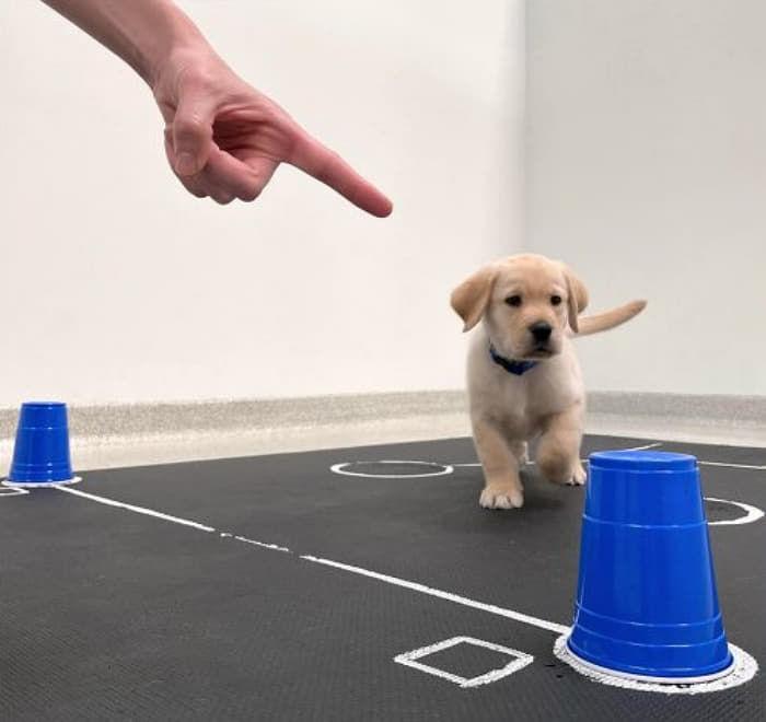Puppy playing stop go game