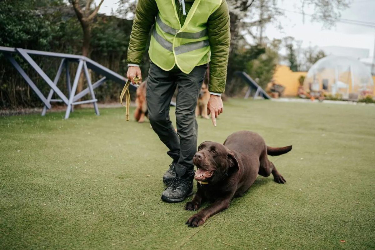 Dog practicing down position