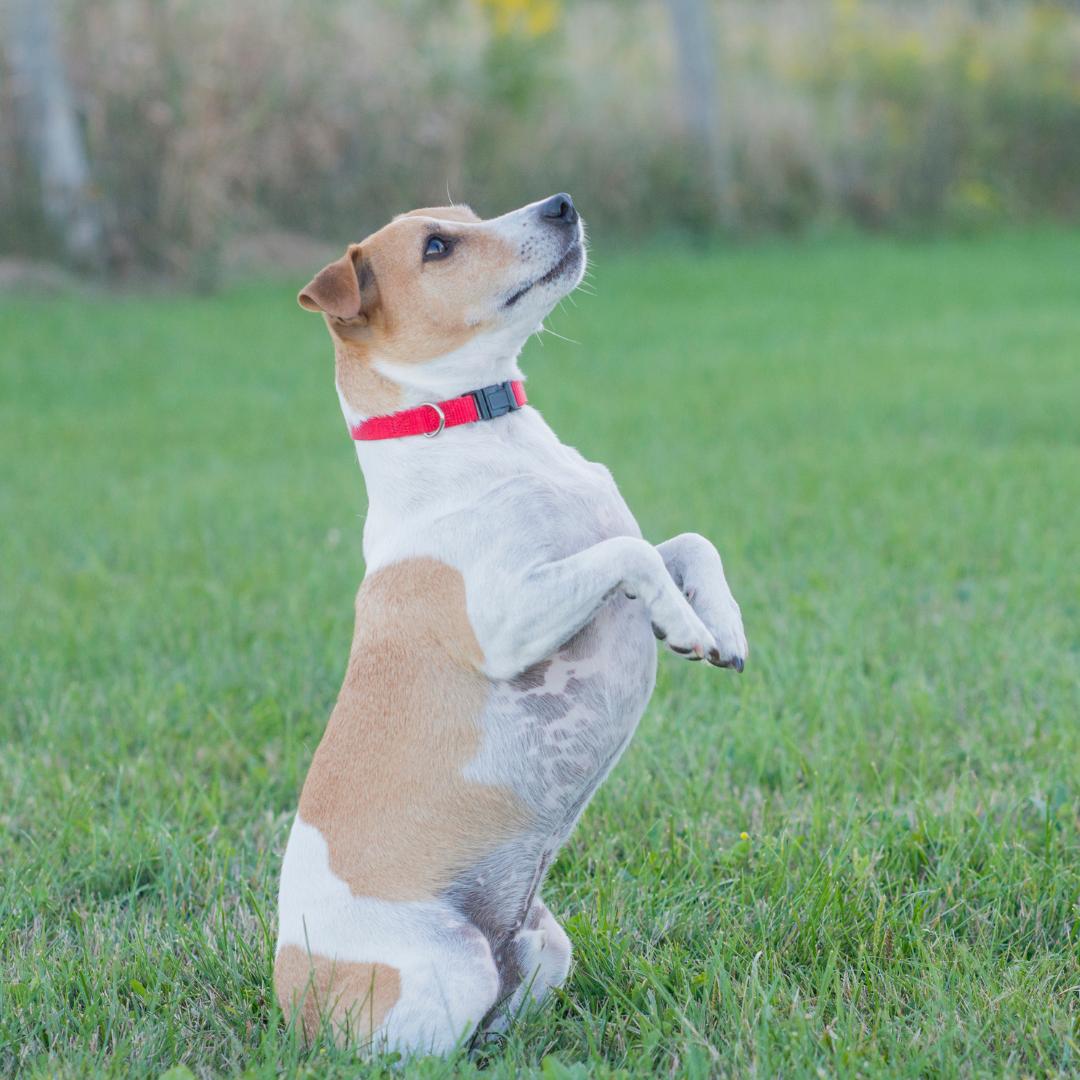 Teach Your Dog to Sit Pretty Step by Step Training Guide