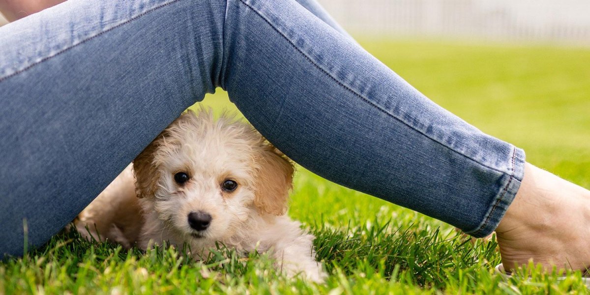 How to Teach Puppy Peekaboo Trick With Simple Steps