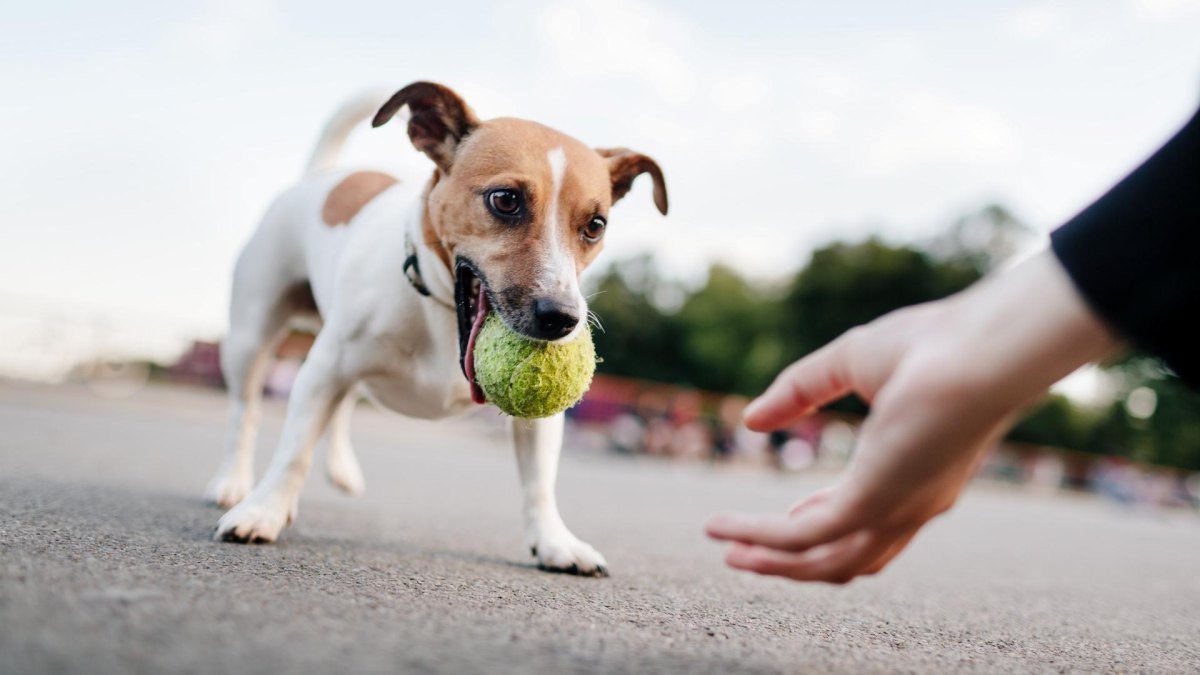 Puppy practicing drop it with ball