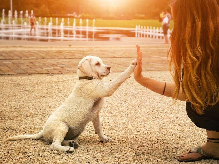 Puppy giving high five trick