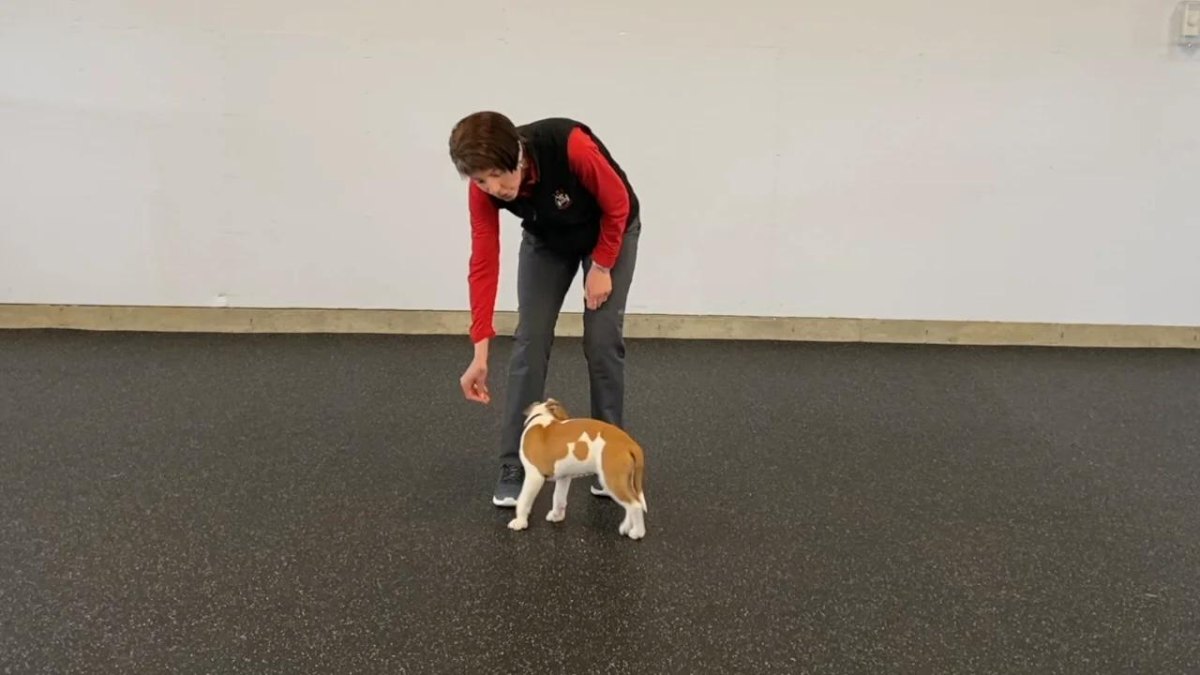 Puppy spinning in training