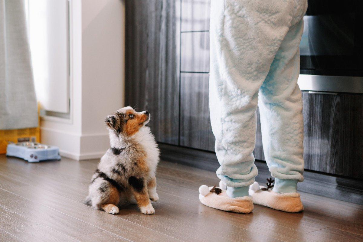 Puppy practicing stay command indoors