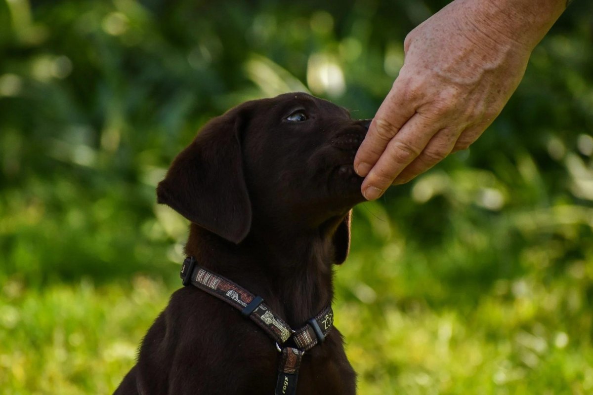 Puppy touching hand target