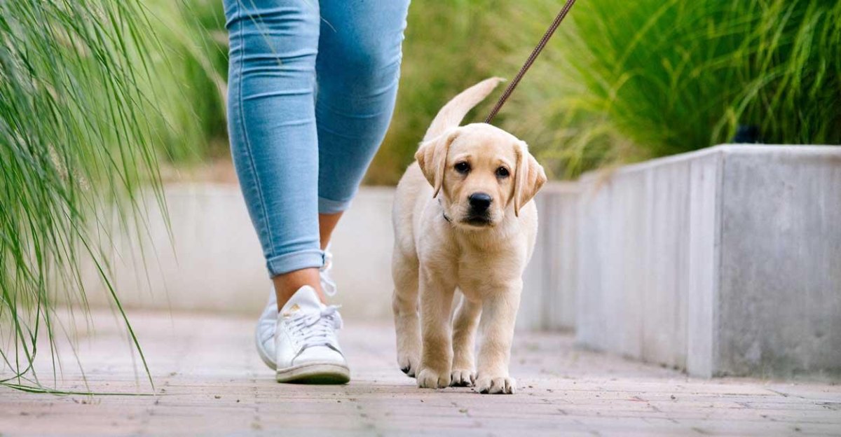 Puppy leash training walking beside owner