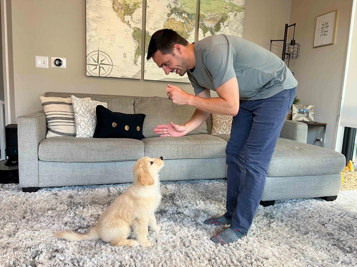Puppy learning basic commands