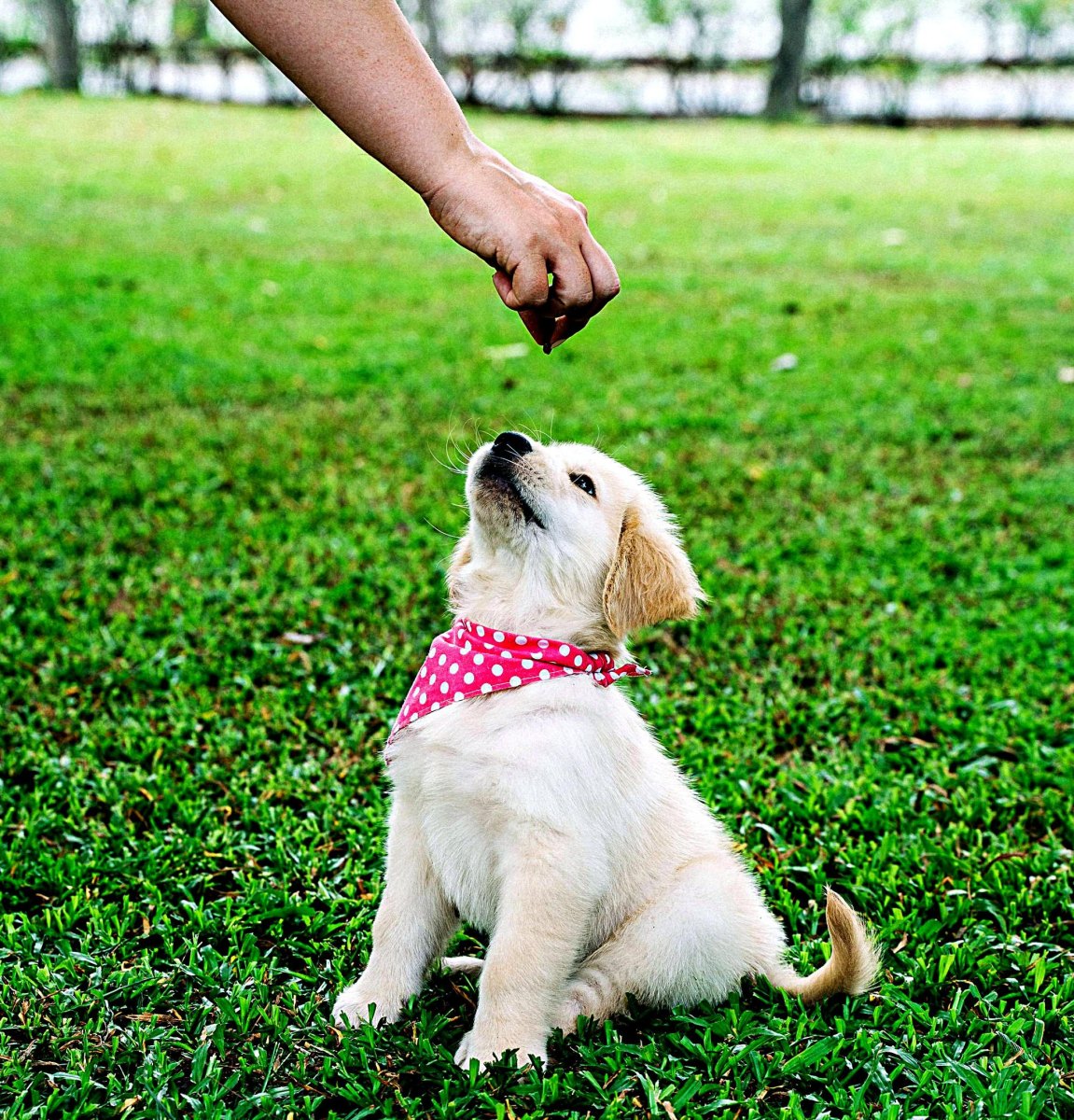 Puppy learning sit command with treat