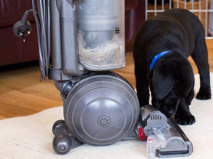 Puppy calmly listening during sound training