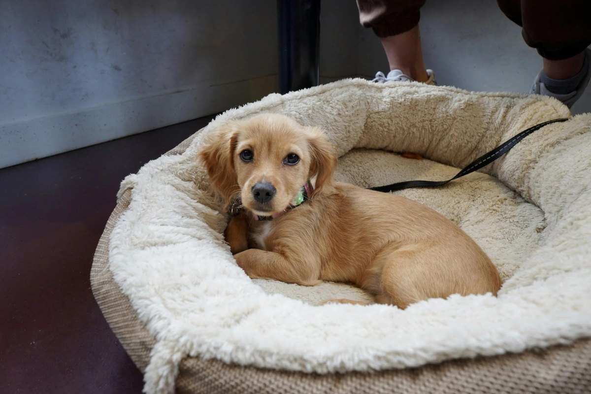 Puppy Calm Behavior Training Tips That Really Work