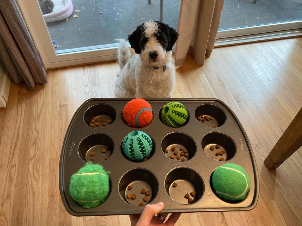 Puppy muffin tin treat game