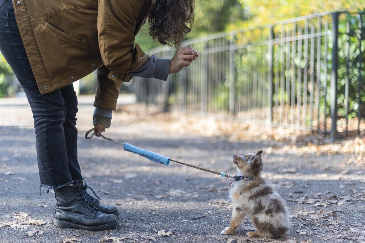 Puppy focusing outdoors with distractions