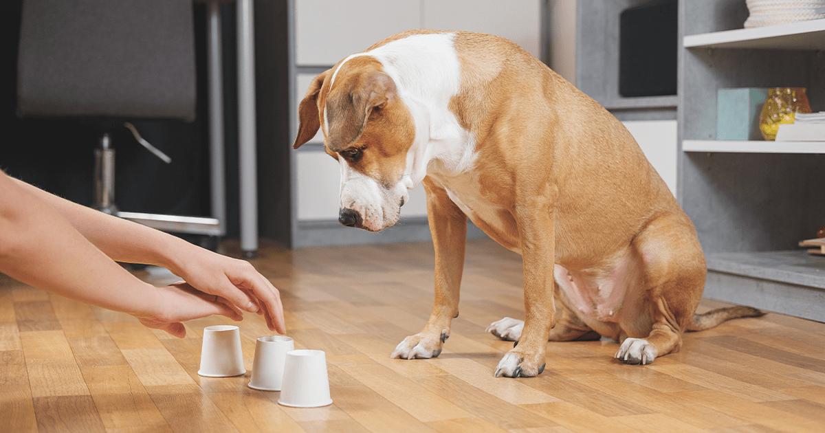 Puppy choosing hidden treat cup