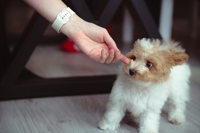 Puppy touching owner's hand