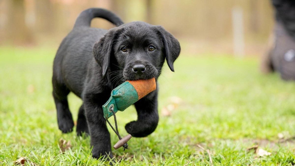 Puppy fetching toy outside