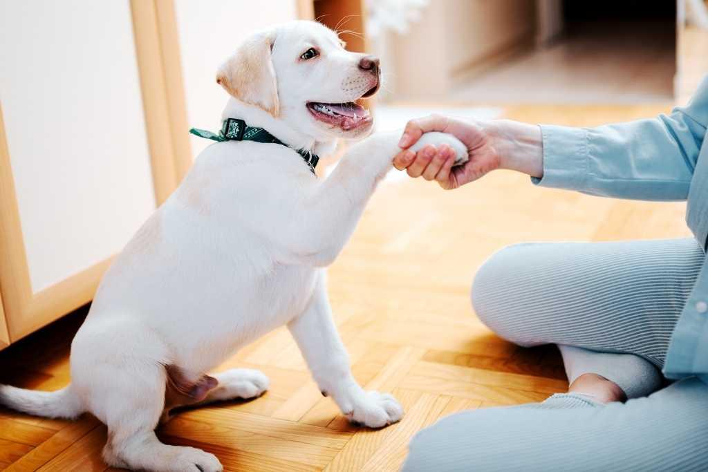 Puppy shaking hands during training