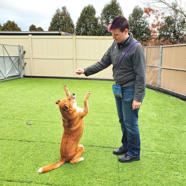 Dog learning new trick