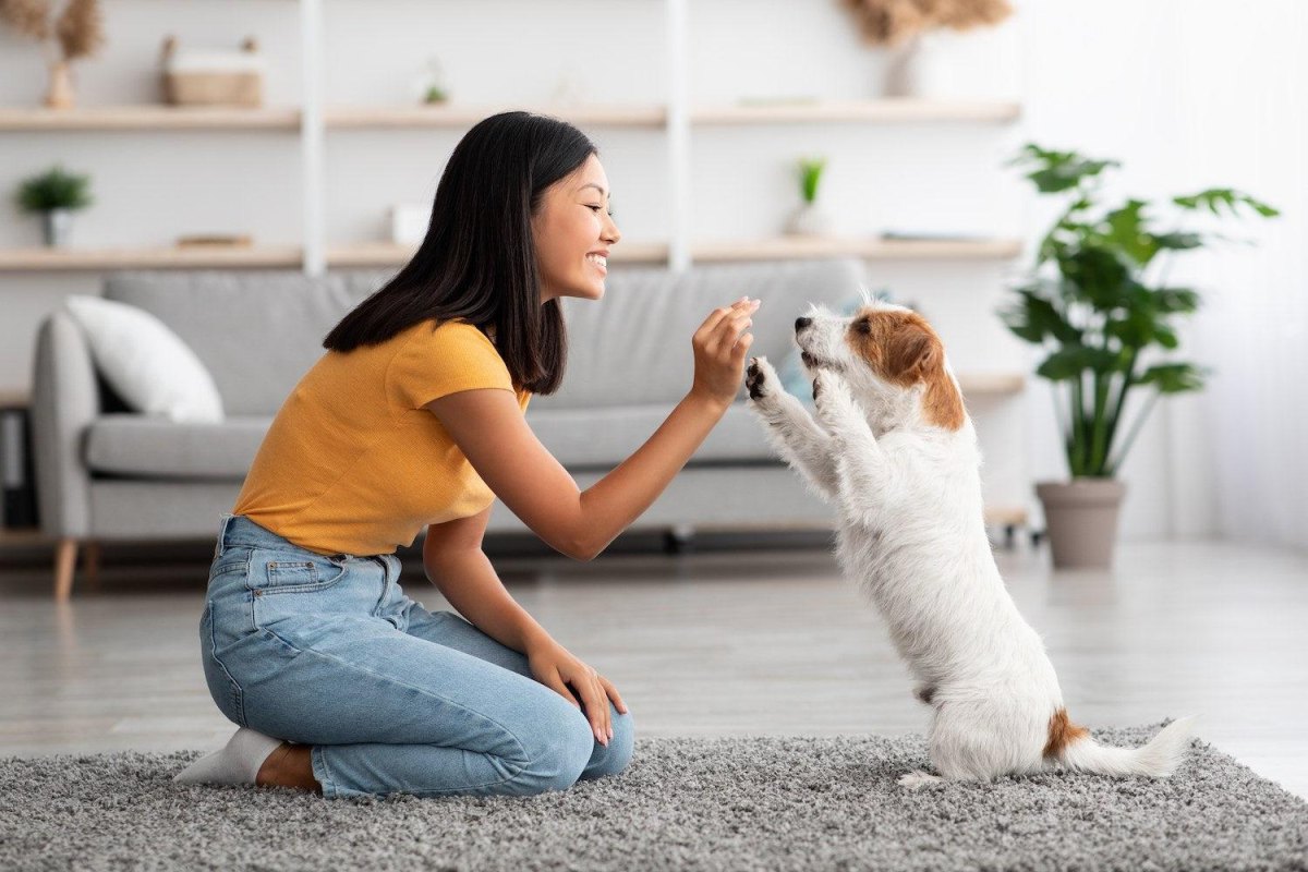 Dog training with owner indoors