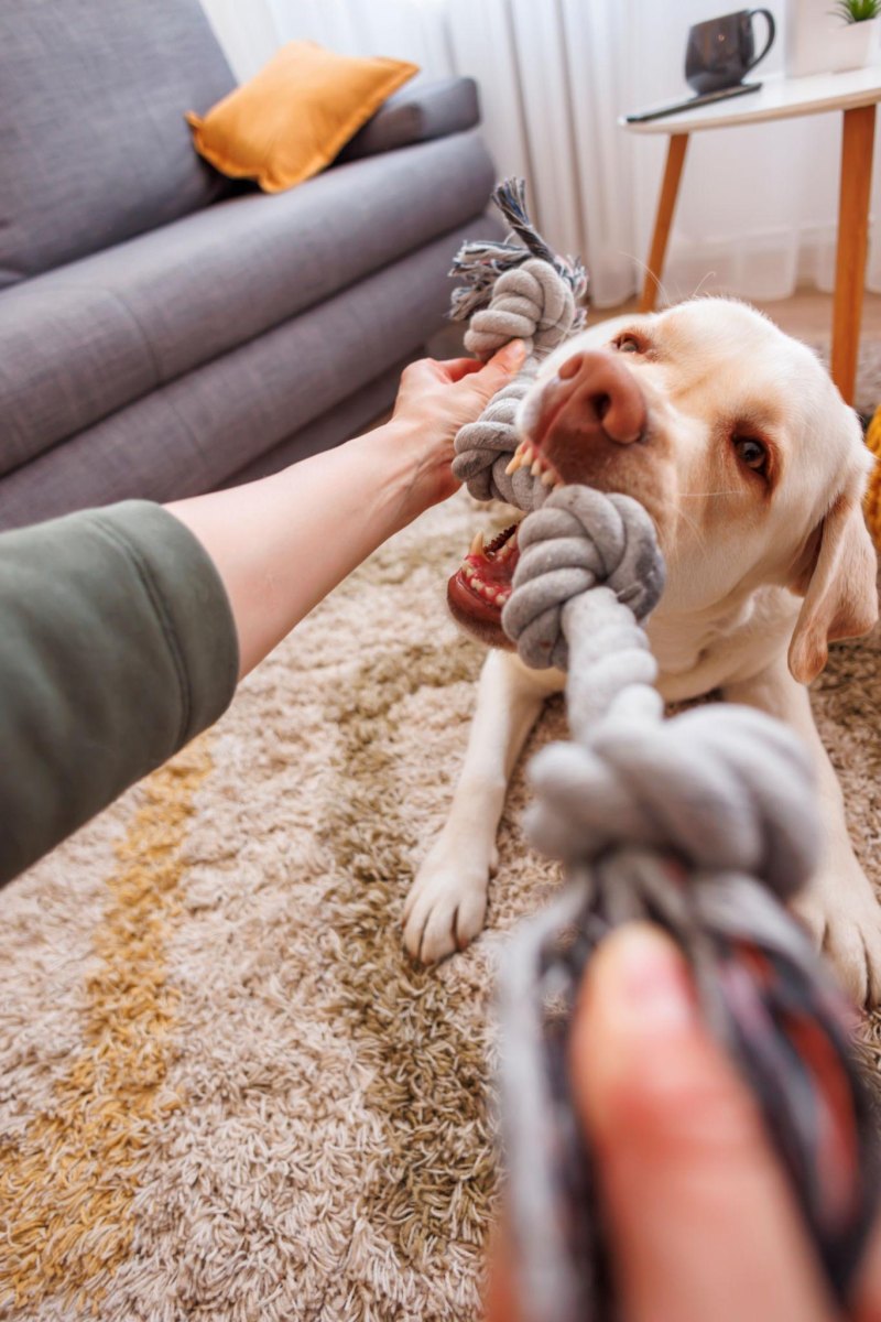 Dog playing tug toy indoors