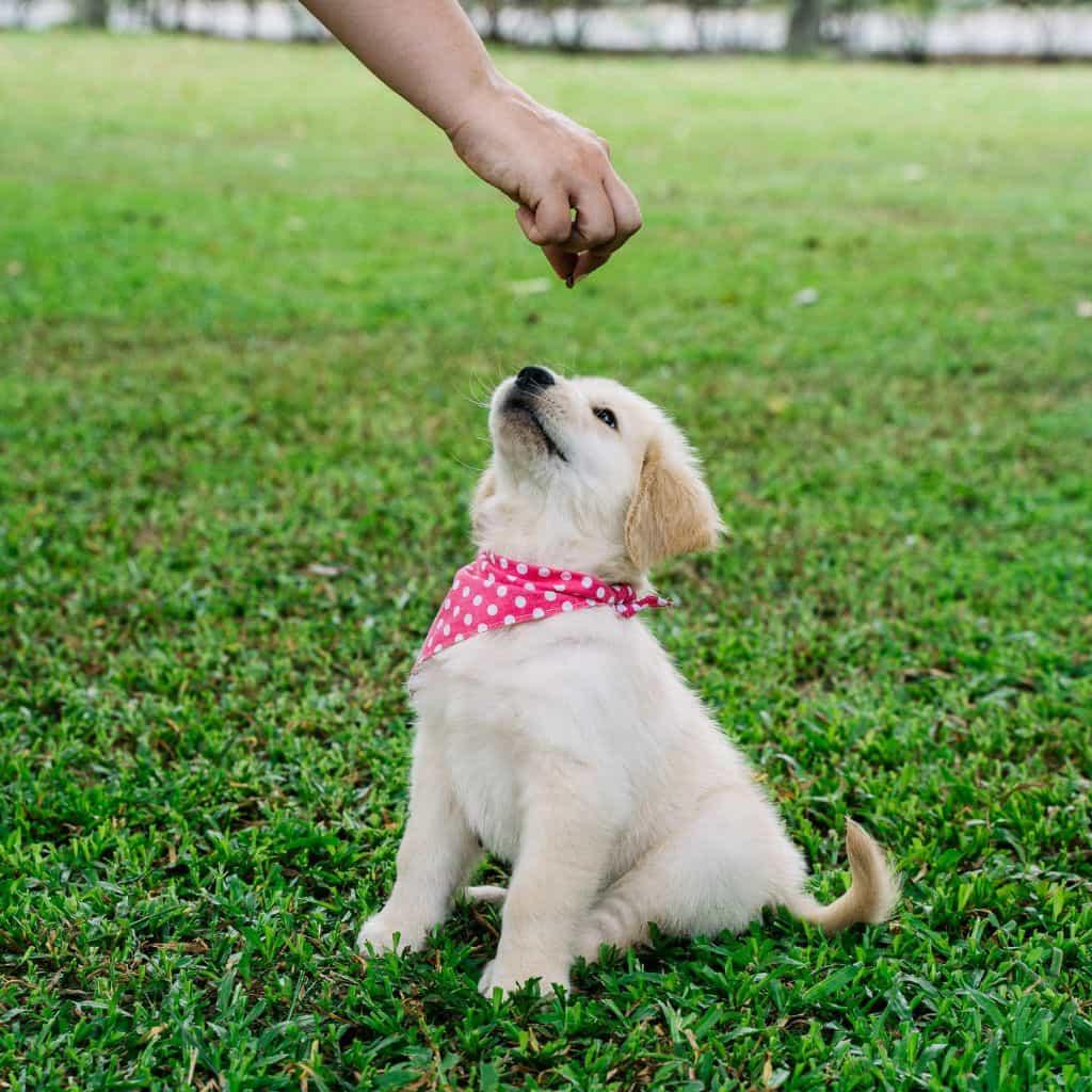 Puppy rewarded after training