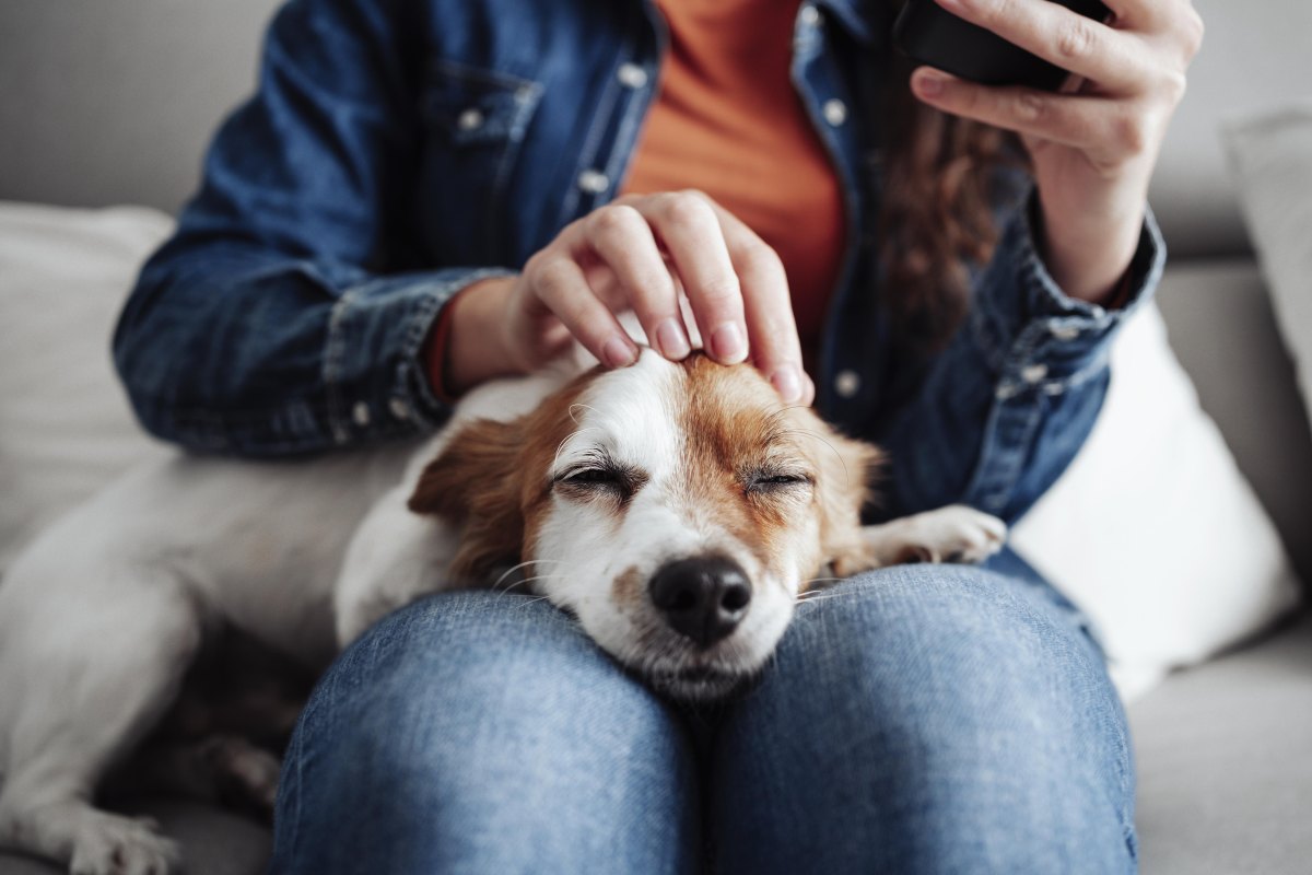 Owner gently calming relaxed dog