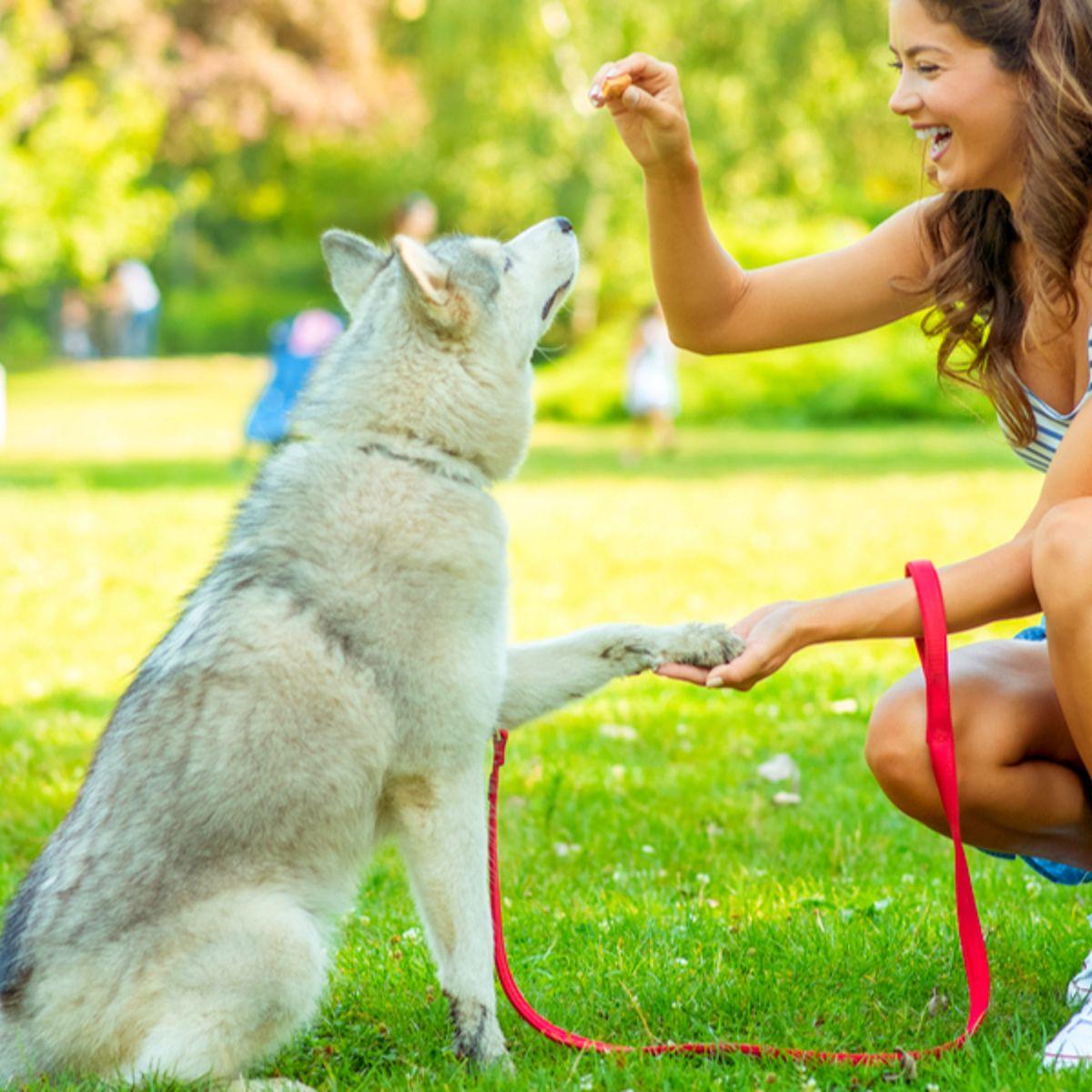 Dog receiving treat after paw shake
