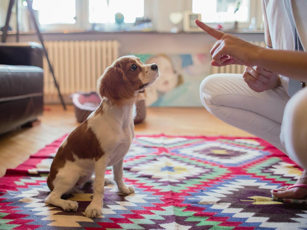 Puppy practicing watch me cue