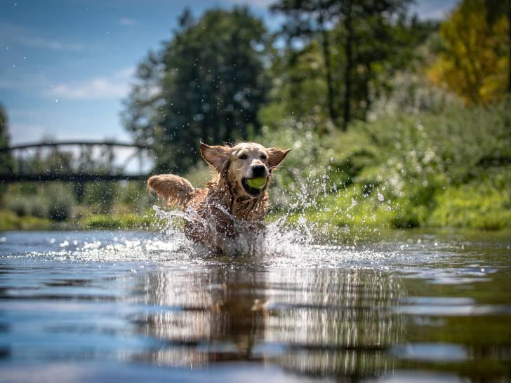 Dog playing in water