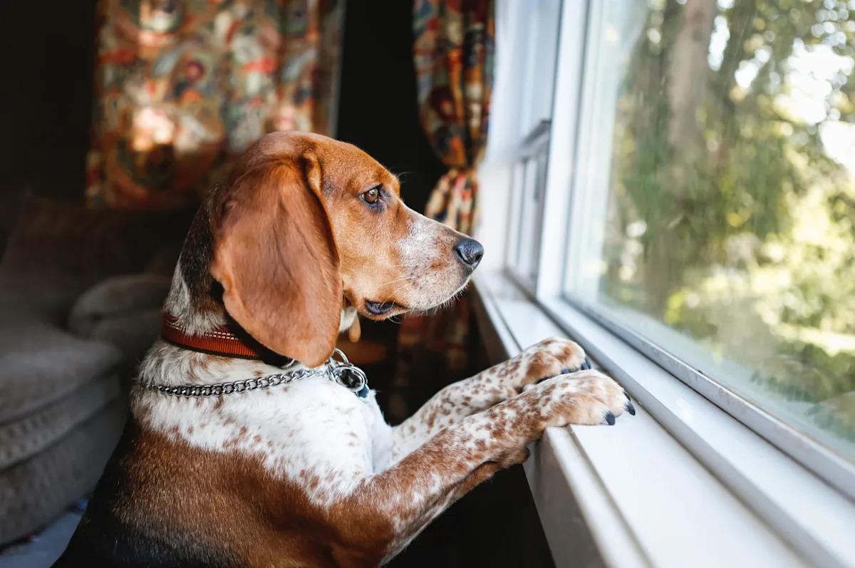 Dog looking through window indoors